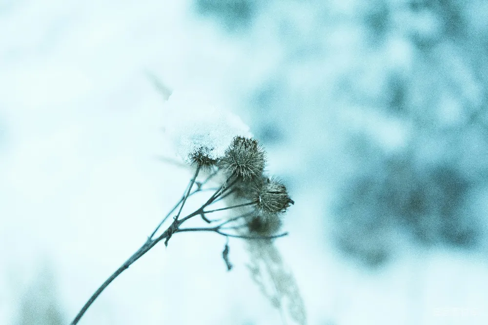 高清摄影 冬景 自然 雪景 干枝 宁静 冬日雪中的干枝
