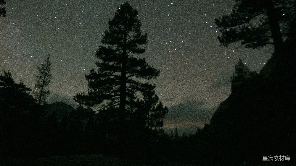 高清摄影 夜景 自然 宁静 星空 森林 夜幕下的松林与星空