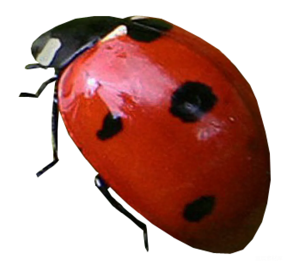 元素素材 lady beetle