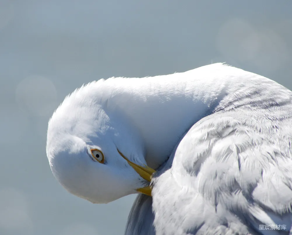 高清摄影 鸟类 自然 野生动物 特写 户外 白鸥特写