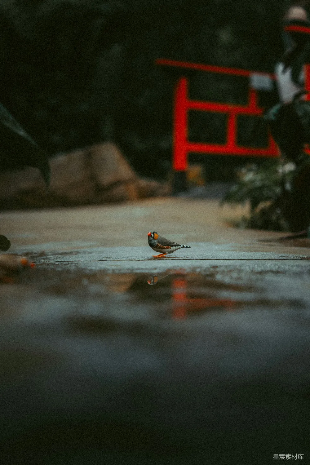 高清摄影 自然 鸟类 宁静 雨后 清新 雨后小憩的鸟儿