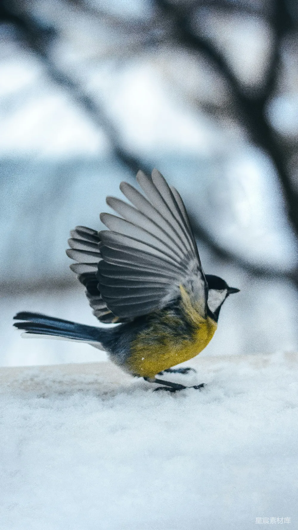 高清摄影 小鸟 冬日 自然 飞翔 雪景 冬日飞翔的小鸟