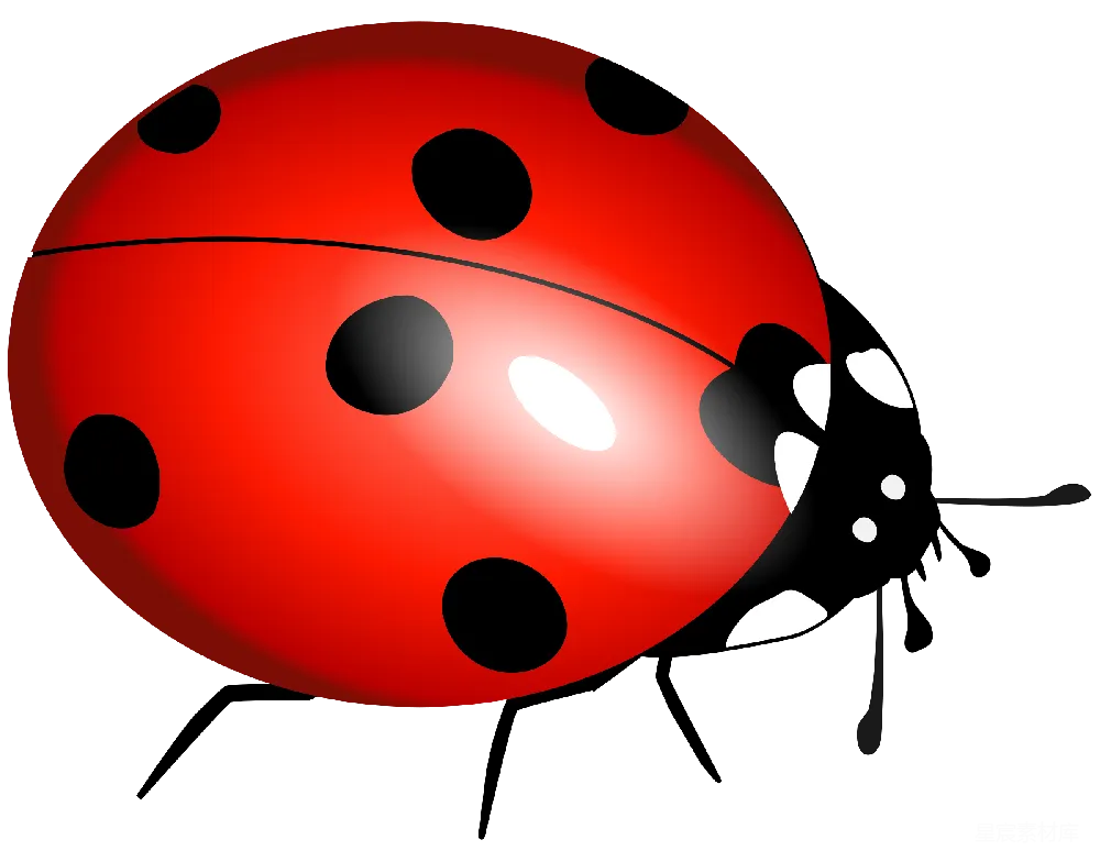 元素素材 元素 lady beetle