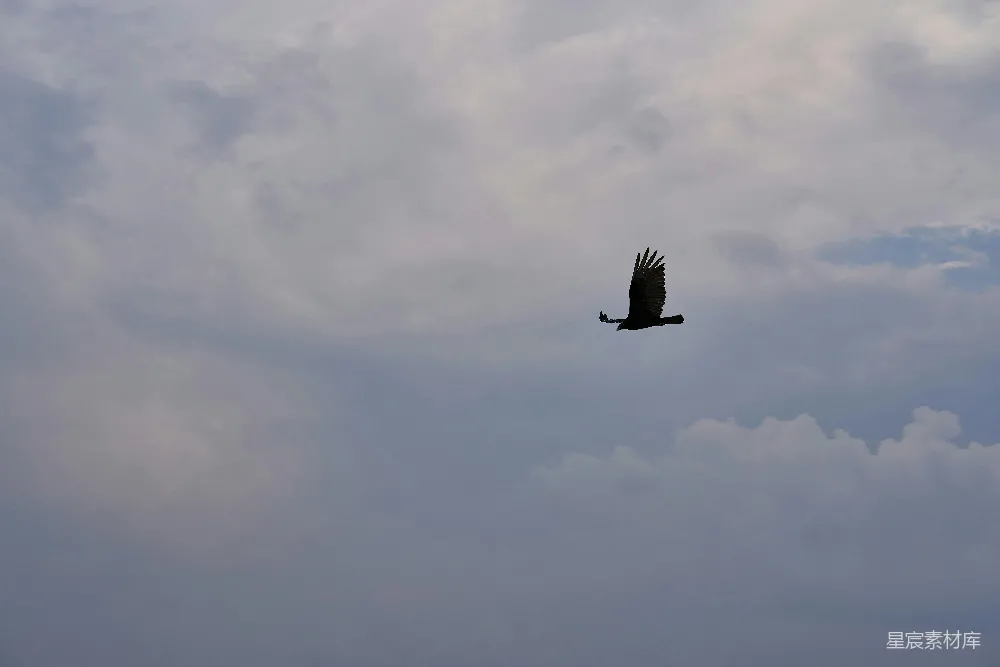 高清摄影 孤鹰 飞翔 天空 云层 自然 孤鹰翱翔于云间
