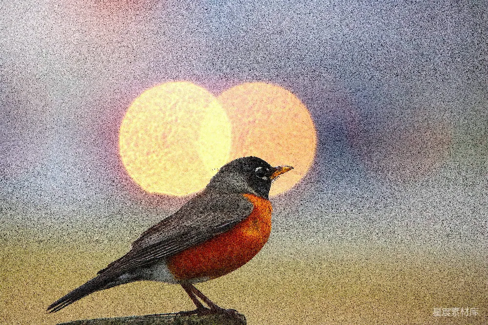高清摄影 自然 鸟类 夕阳 宁静 自然风光 夕阳中的鸟儿