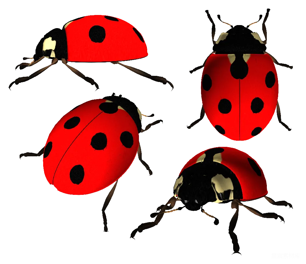 元素素材 lady beetle