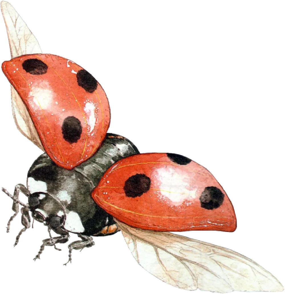 元素素材 ladybug