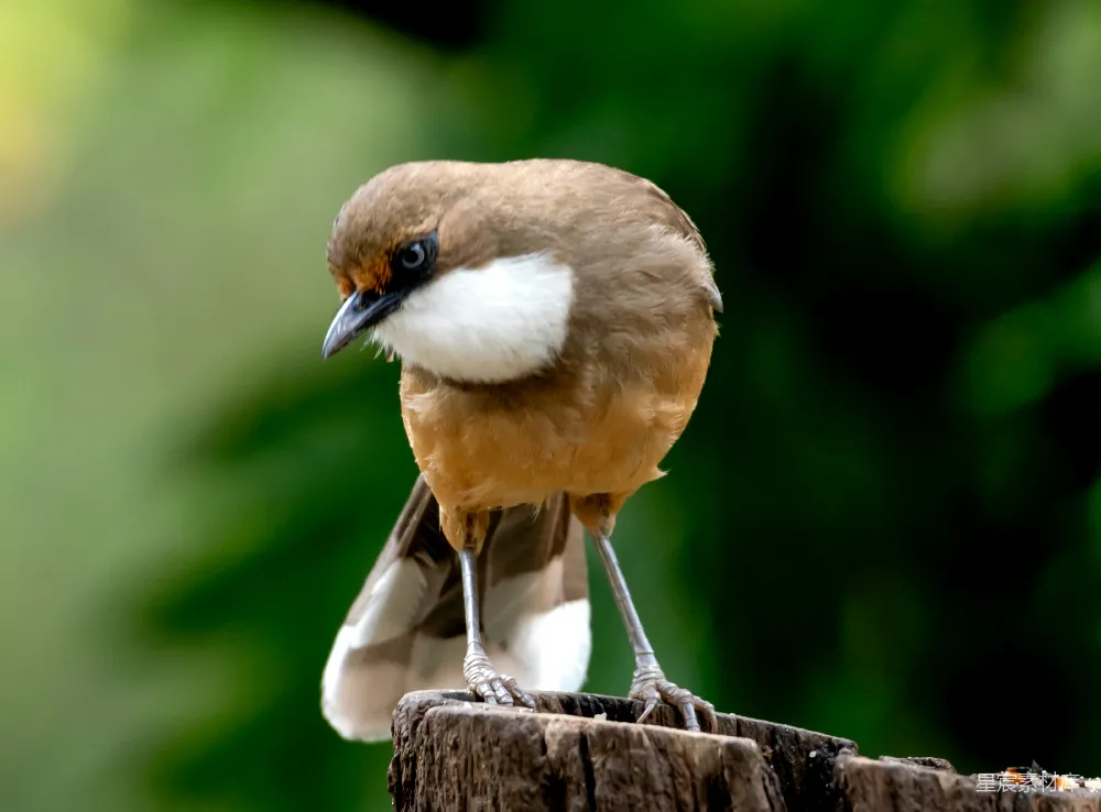 高清摄影 鸟 自然 野生动物 栖息地 户外 棕胸噪鹛栖息于木桩