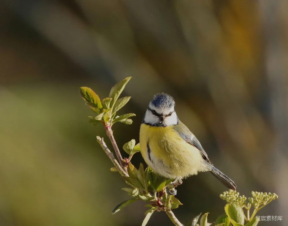 高清摄影 鸟 自然 野生动物 蓝山雀 户外 蓝山雀栖息在树枝上