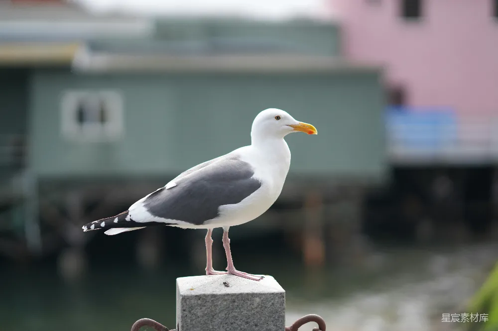 高清摄影 海鸥 港口 鸟类 自然 户外 港湾中的海鸥