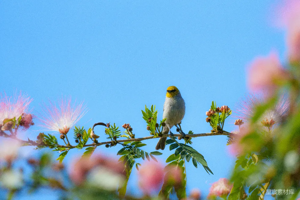 高清摄影 鸟儿 自然 粉花 宁静 户外 鸟儿与粉花