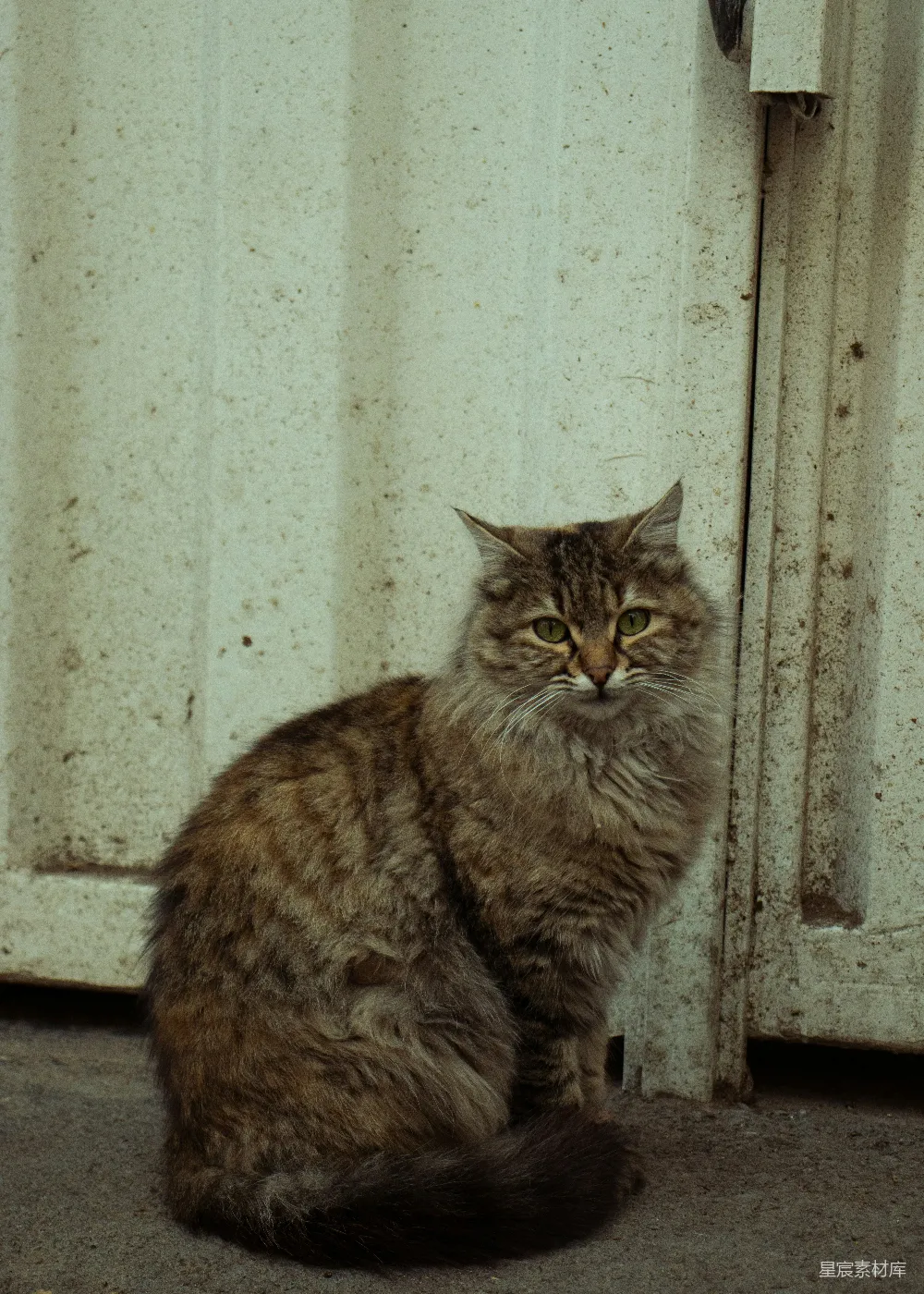 高清摄影 猫 街头 安静 动物 自然 街头猫的凝视
