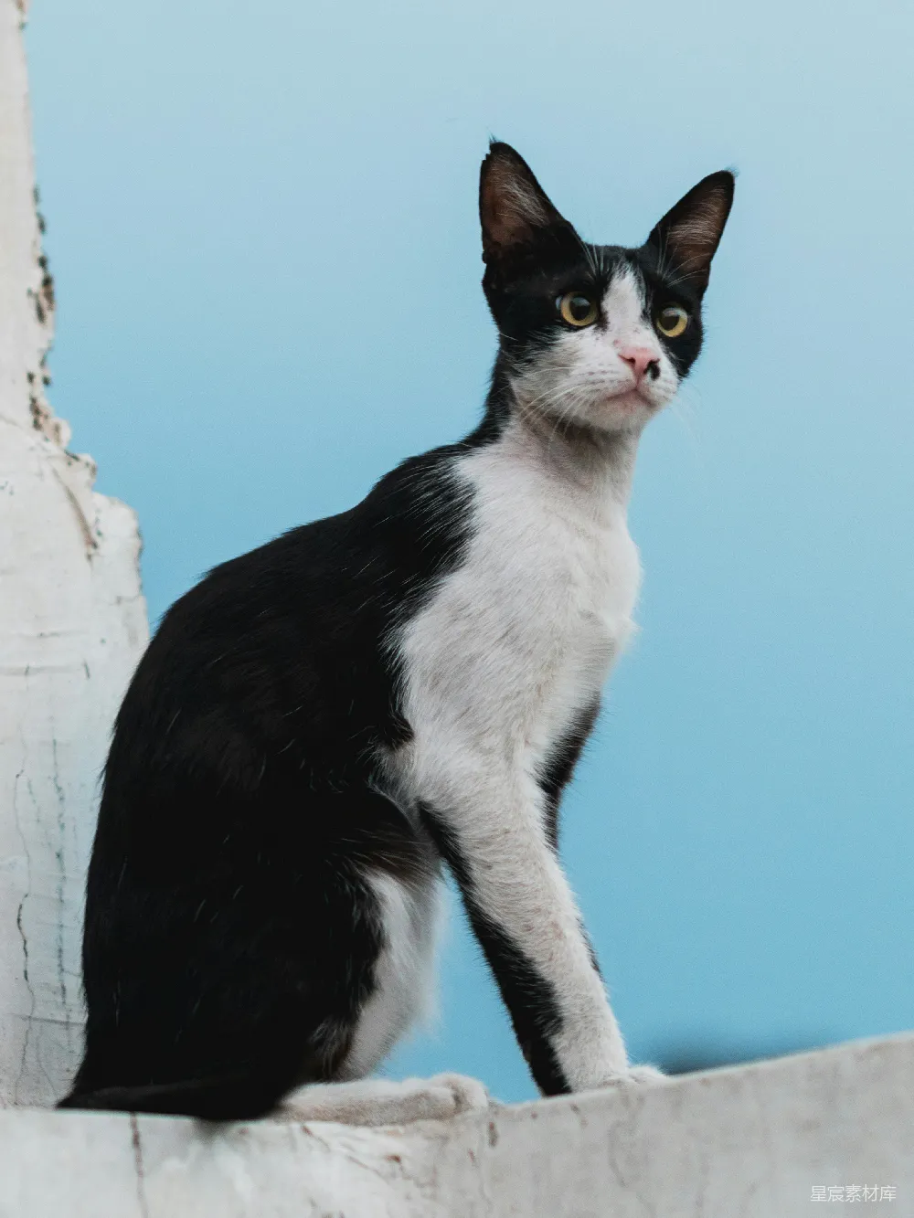高清摄影 猫咪 黑白相间 户外 动物 自然 黑白相间的猫咪坐在墙边