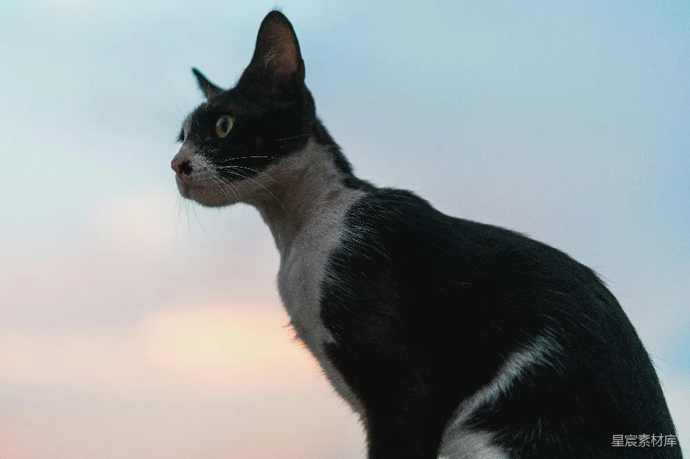 高清摄影 猫 剪影 自然 动物 宁静 黑白色猫的剪影