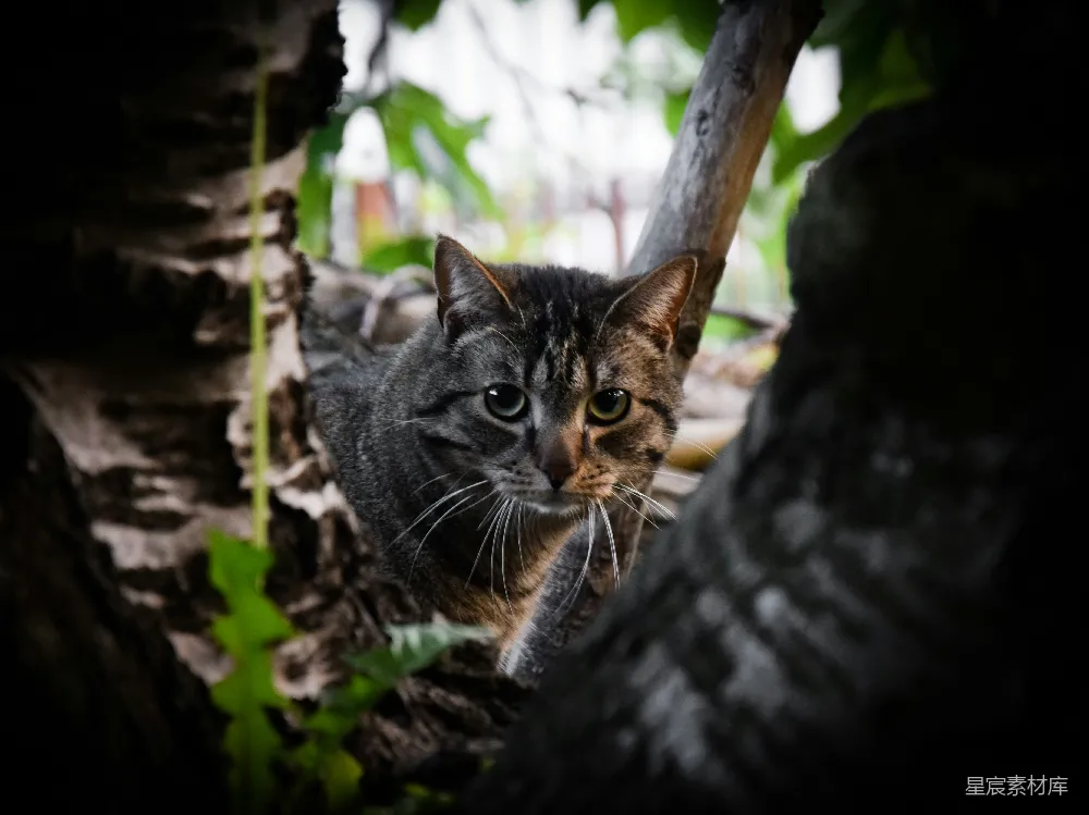 高清摄影 猫咪 自然 户外 动物 树上的猫咪
