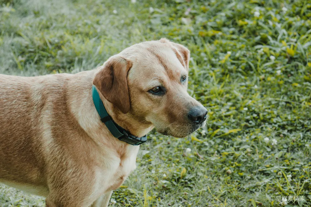 高清摄影 宠物 户外 金毛犬 自然 休闲 户外散步的金毛犬