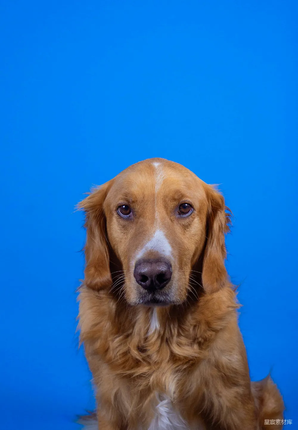 高清摄影 金毛犬 宠物肖像 蓝色背景 动物 宠物 金毛犬的蓝色背景肖像