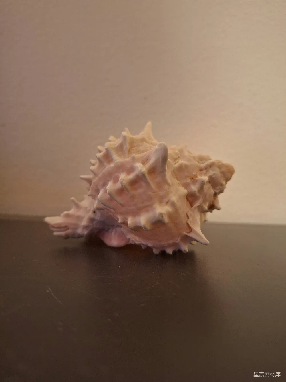高清摄影 贝壳 自然 海洋 装饰 摄影 海洋的馈赠：贝壳特写