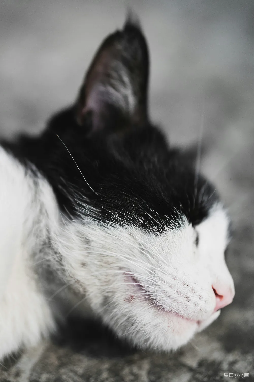 高清摄影 小猫 动物 特写 可爱 宠物 黑白小猫的特写