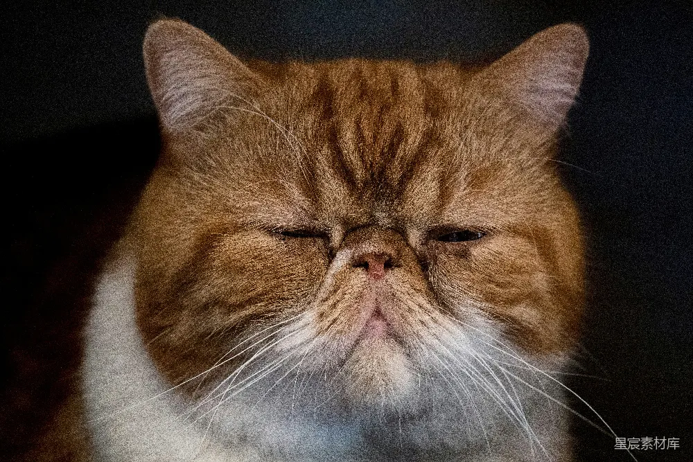 高清摄影 猫 波斯猫 慵懒 宠物 动物 慵懒的波斯猫