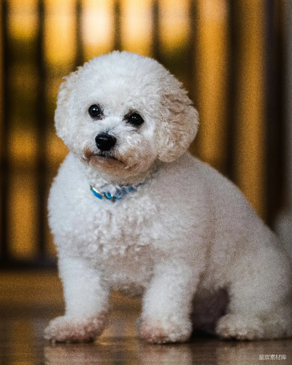 高清摄影 宠物 比熊犬 可爱 室内 萌宠 可爱的比熊犬