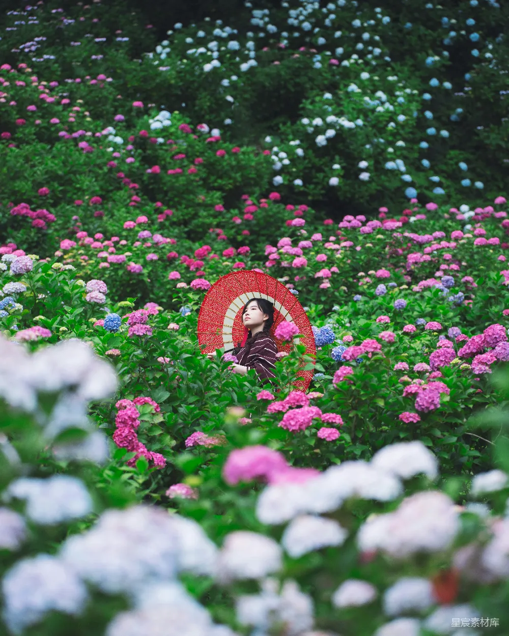 高清摄影 花海 红伞 自然风光 田园风光 摄影 花海中的红伞