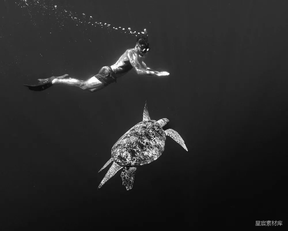 高清摄影 水下摄影 潜水 海龟 自然和谐 黑白艺术 水下奇遇：潜水员与海龟的和谐共舞