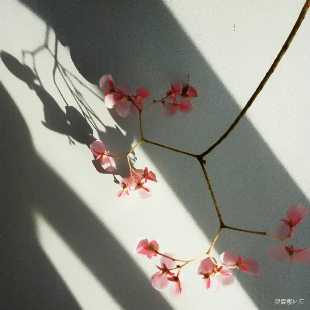 高清摄影 花朵 光影 自然 静谧 艺术 光影中的粉色花朵