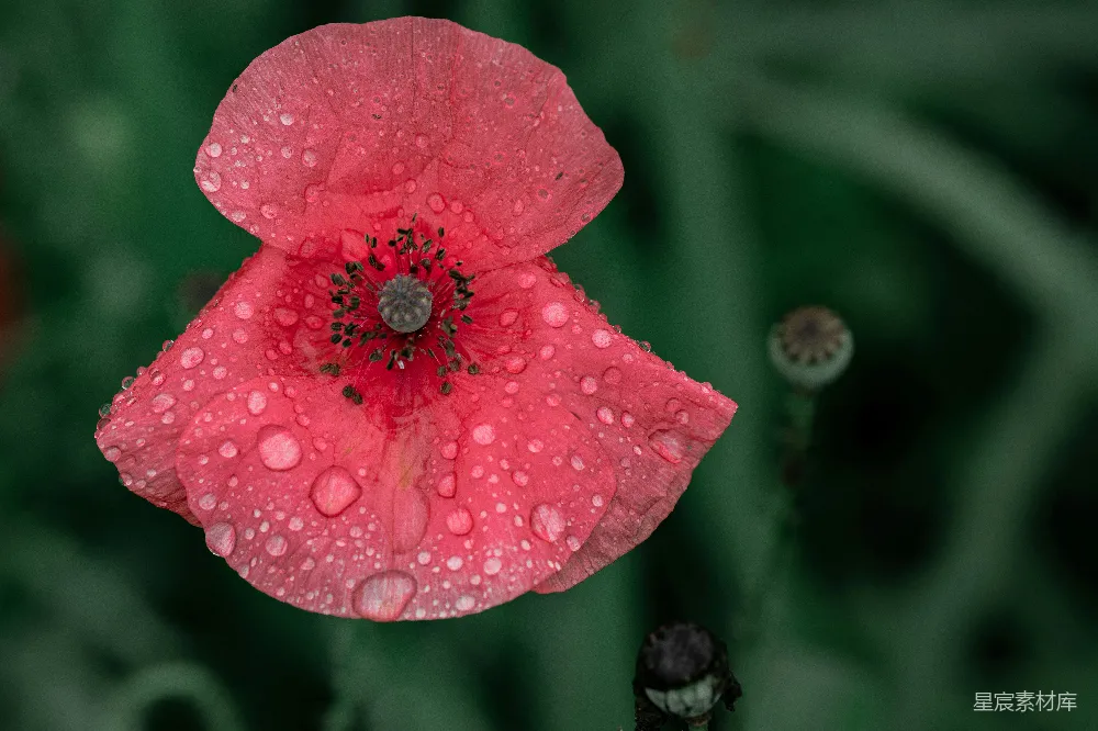 高清摄影 花朵 自然 雨滴 红色 花卉 雨后罂粟花