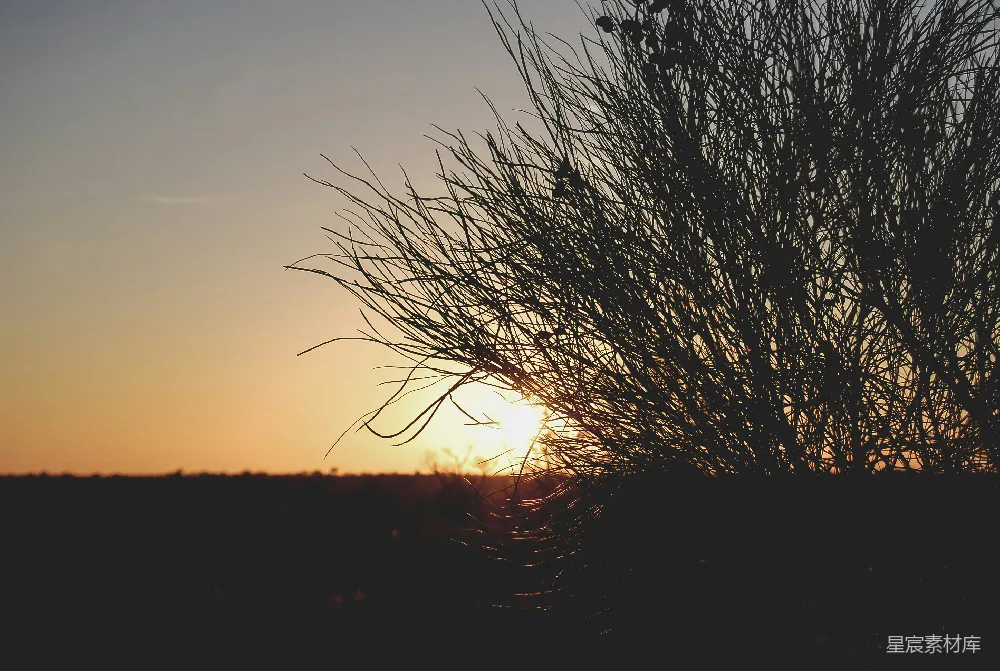 高清摄影 夕阳 芦苇 自然 宁静 风景 夕阳下的芦苇