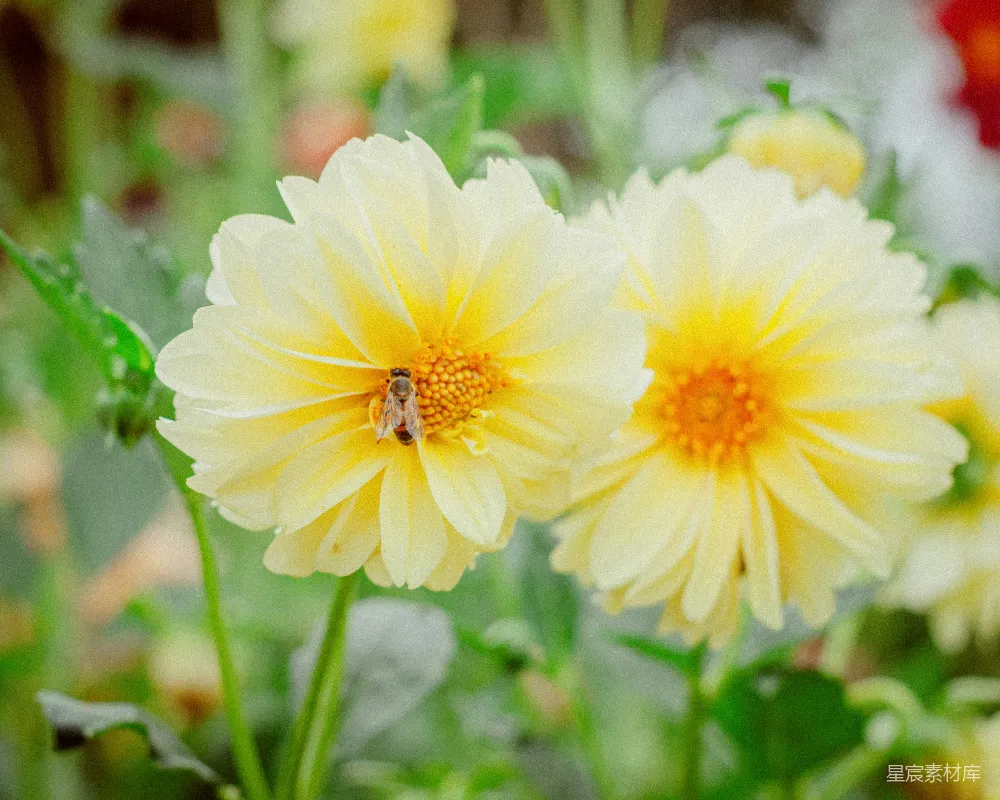 高清摄影 花朵 蜜蜂 自然 春天 户外 蜜蜂与黄色花朵
