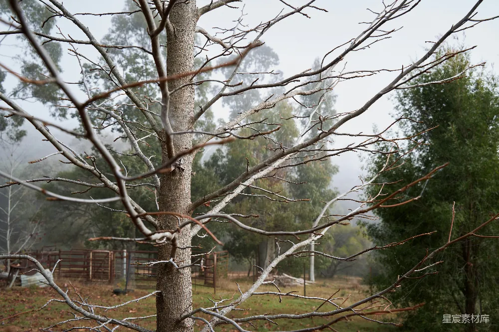 高清摄影 枯树 雾景 自然 乡村 静谧 雾中枯树