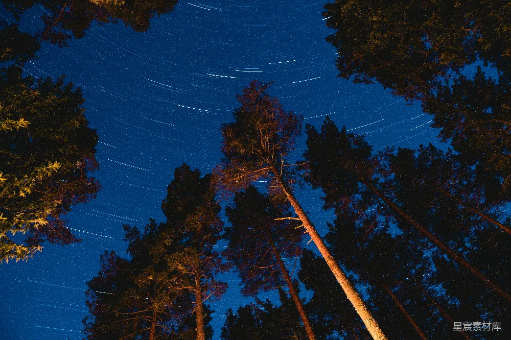 高清摄影 夜空 松树 星轨 自然 宁静 夜空下的松树林
