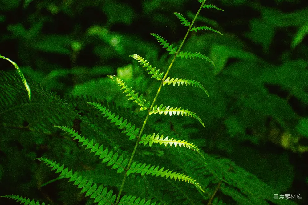 高清摄影 蕨类植物 自然 绿色 森林 生态 森林中的蕨类植物