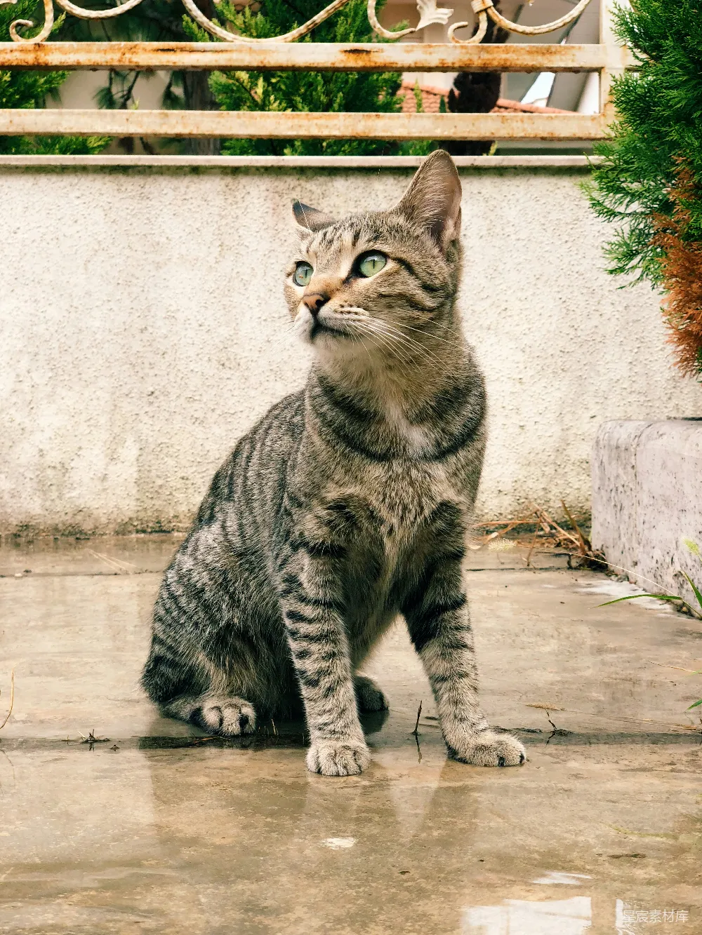 高清摄影 猫 户外 凝视 自然 宠物 凝视的猫