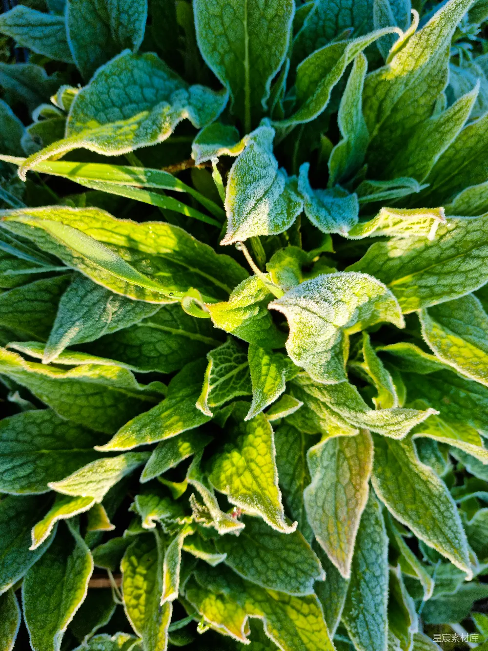 高清摄影 自然 晨光 植物 清新 早晨 晨露中的绿叶