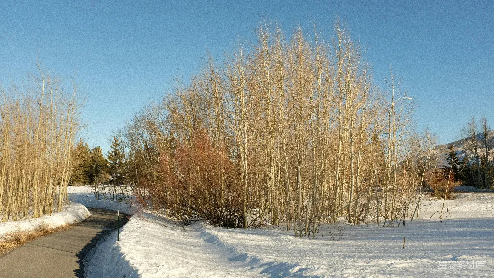 高清摄影 冬季 雪景 自然 户外 宁静 冬日雪地中的道路