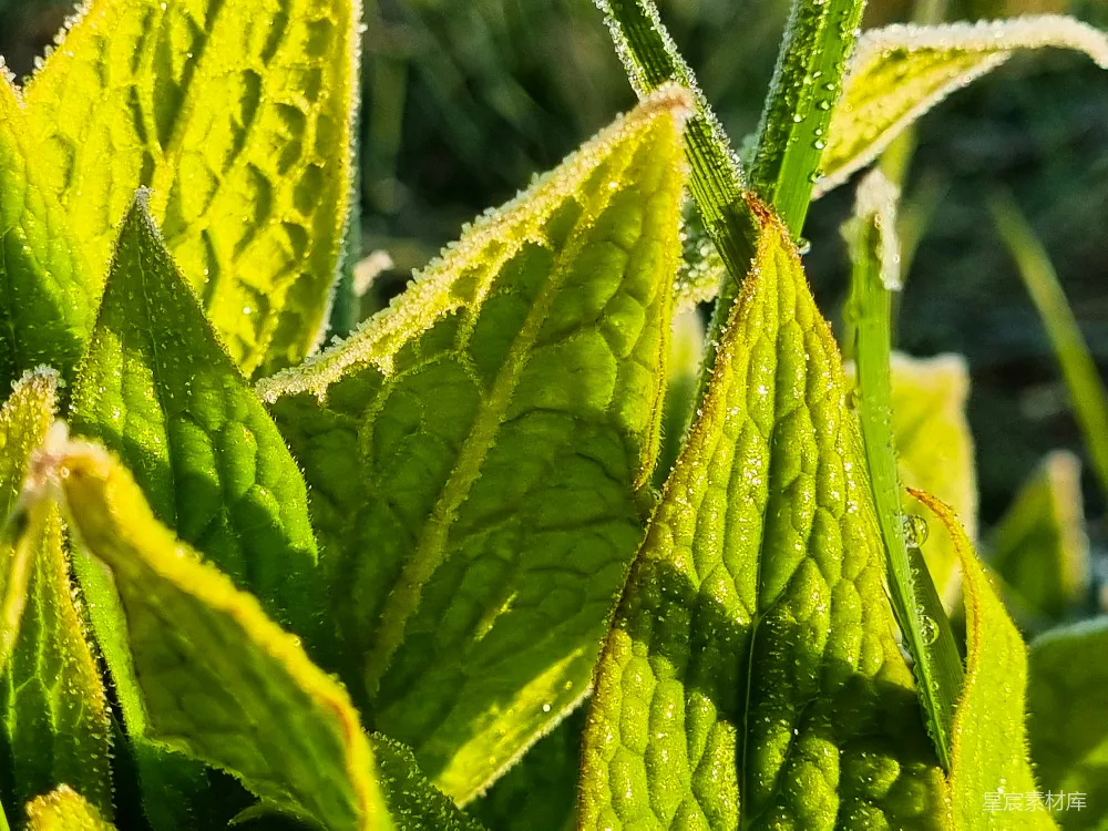 高清摄影 植物 露珠 晨光 自然 特写 露珠中的晨光