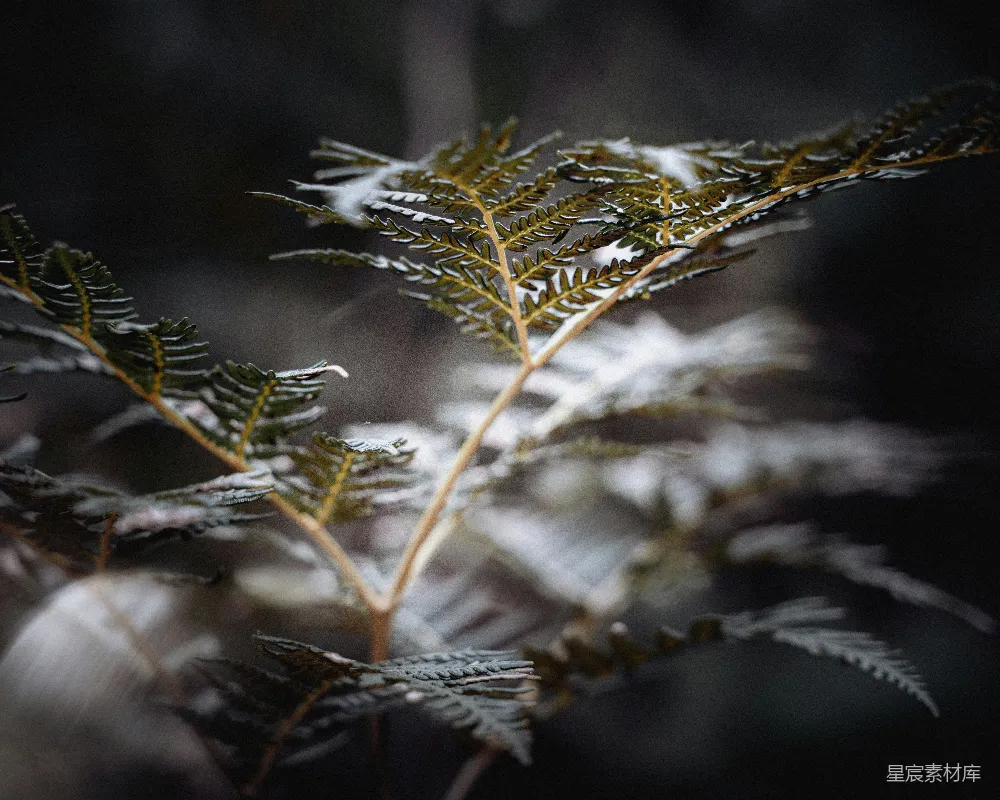 高清摄影 蕨类植物 冬季 自然 雪景 静谧 冬日的蕨类植物