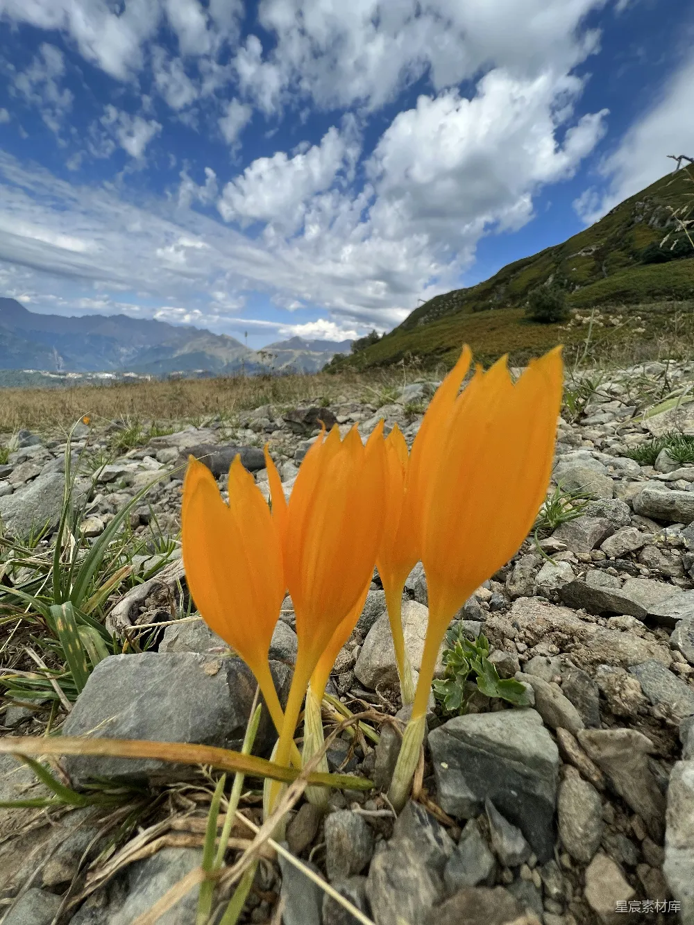 高清摄影 山景 自然 花卉 户外 宁静 山间橙色花朵