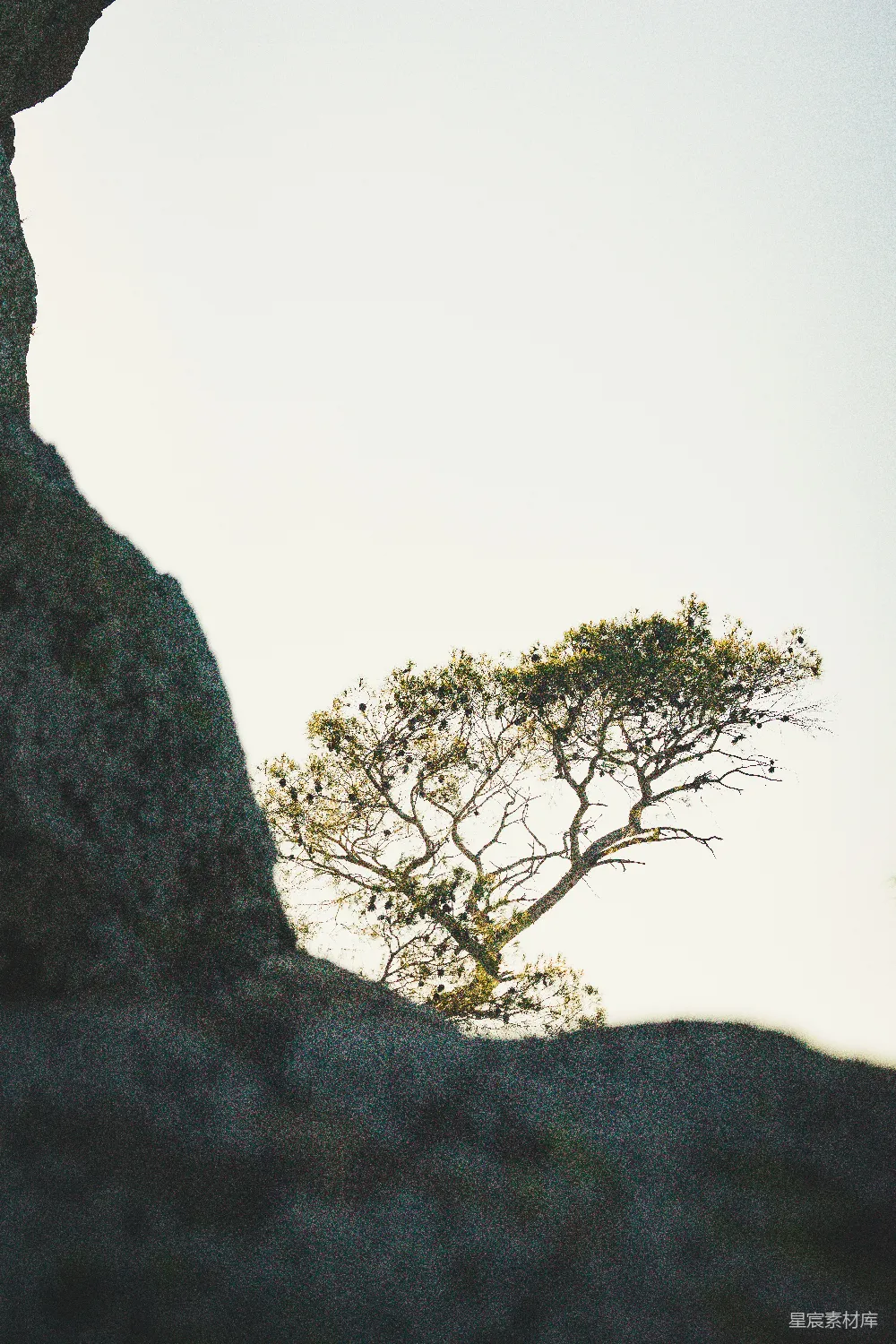 高清摄影 自然 孤独 风景 岩石 树 悬崖边的孤树