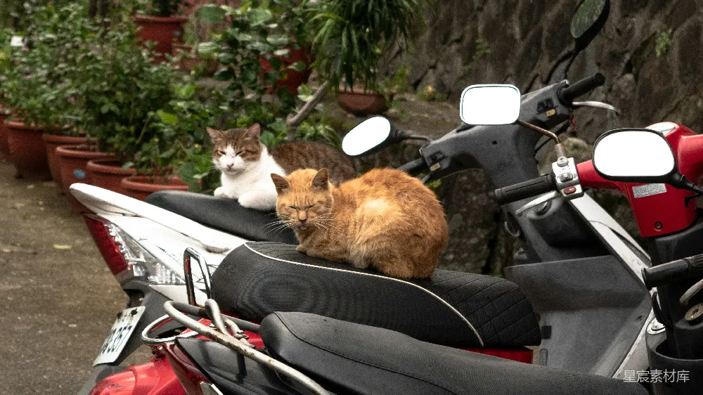 高清摄影 猫 摩托车 悠闲 日常 城市 猫与摩托车