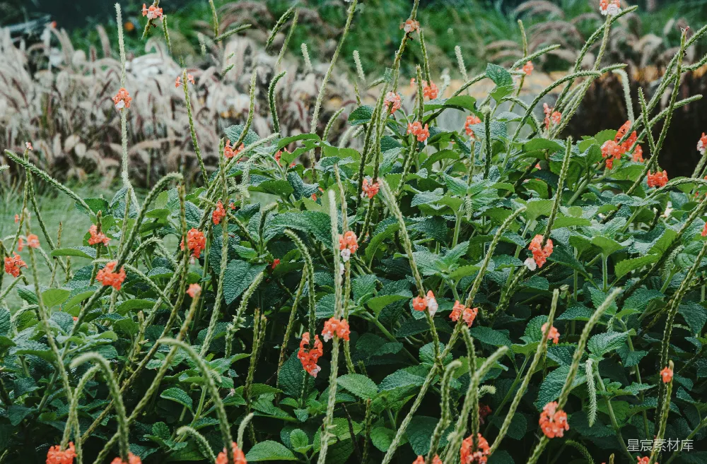 高清摄影 自然 花卉 宁静 花园 植物 橙色花丛中的宁静