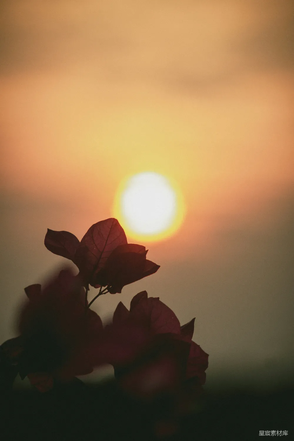 高清摄影 夕阳 红叶 剪影 自然 宁静 夕阳下的红叶剪影