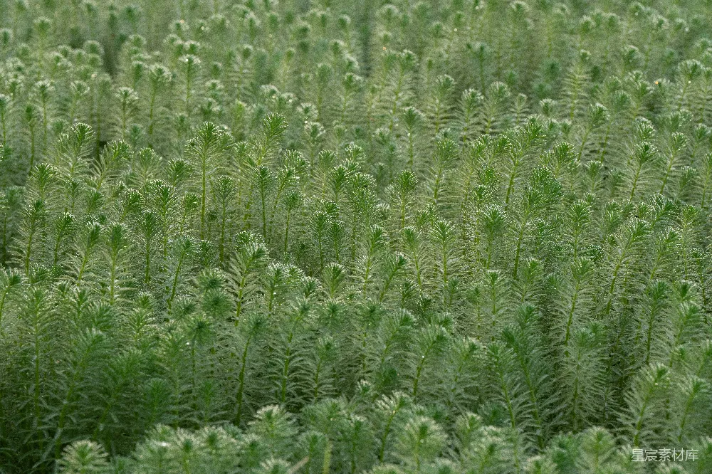 高清摄影 自然 植物 晨露 生态 宁静 晨露中的水生植物