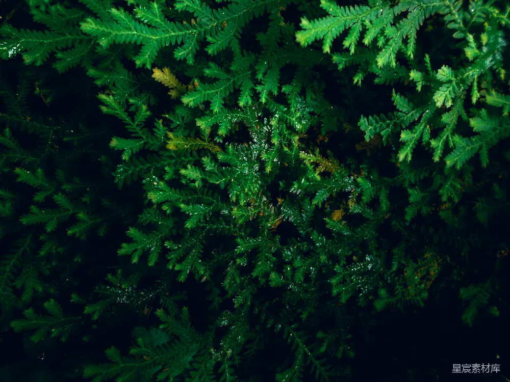 高清摄影 蕨类植物 雨后 自然 绿色 植物 雨后青翠的蕨类植物