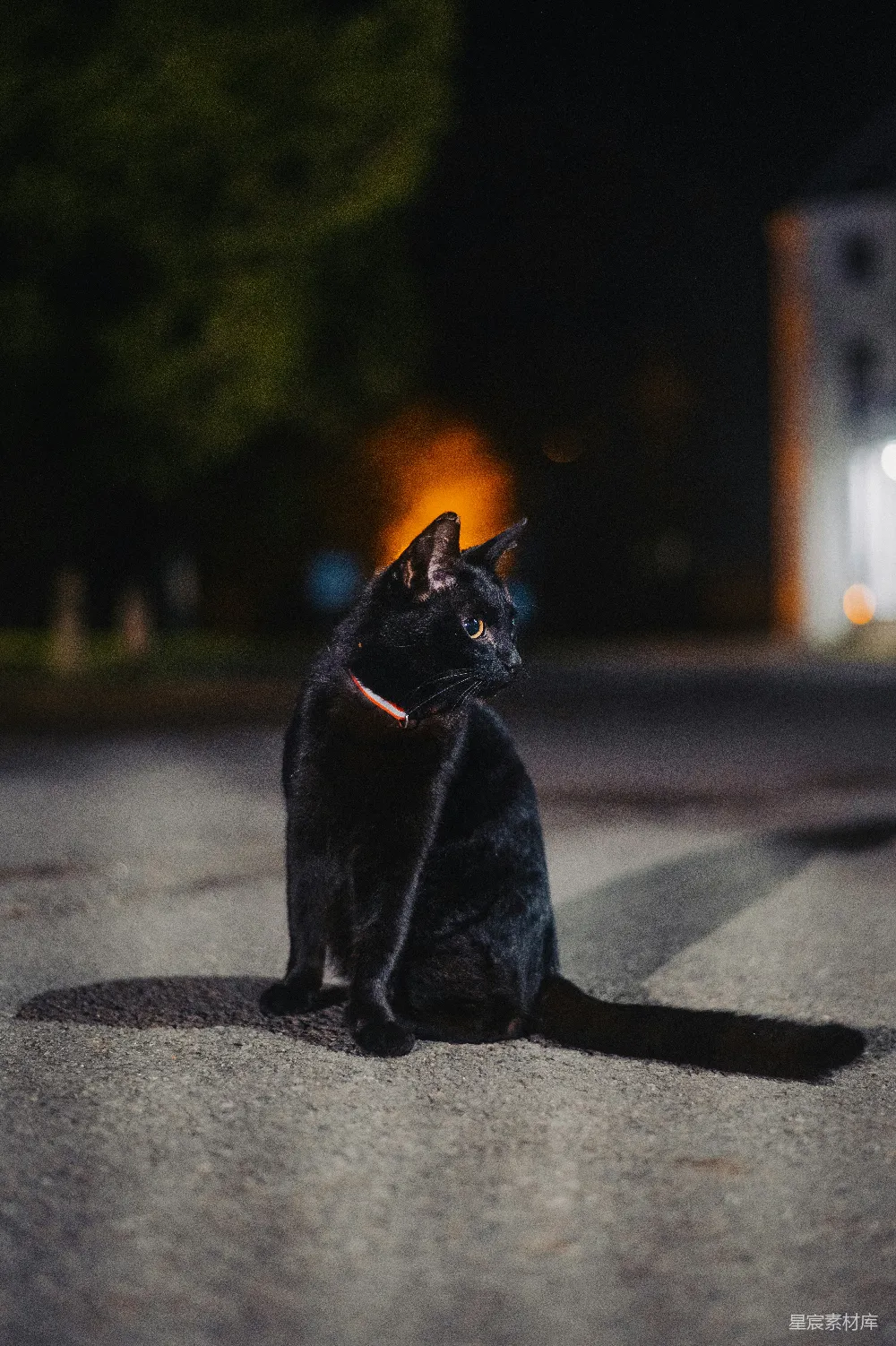 高清摄影 黑猫 夜晚 城市 动物 静谧 夜色中的黑猫