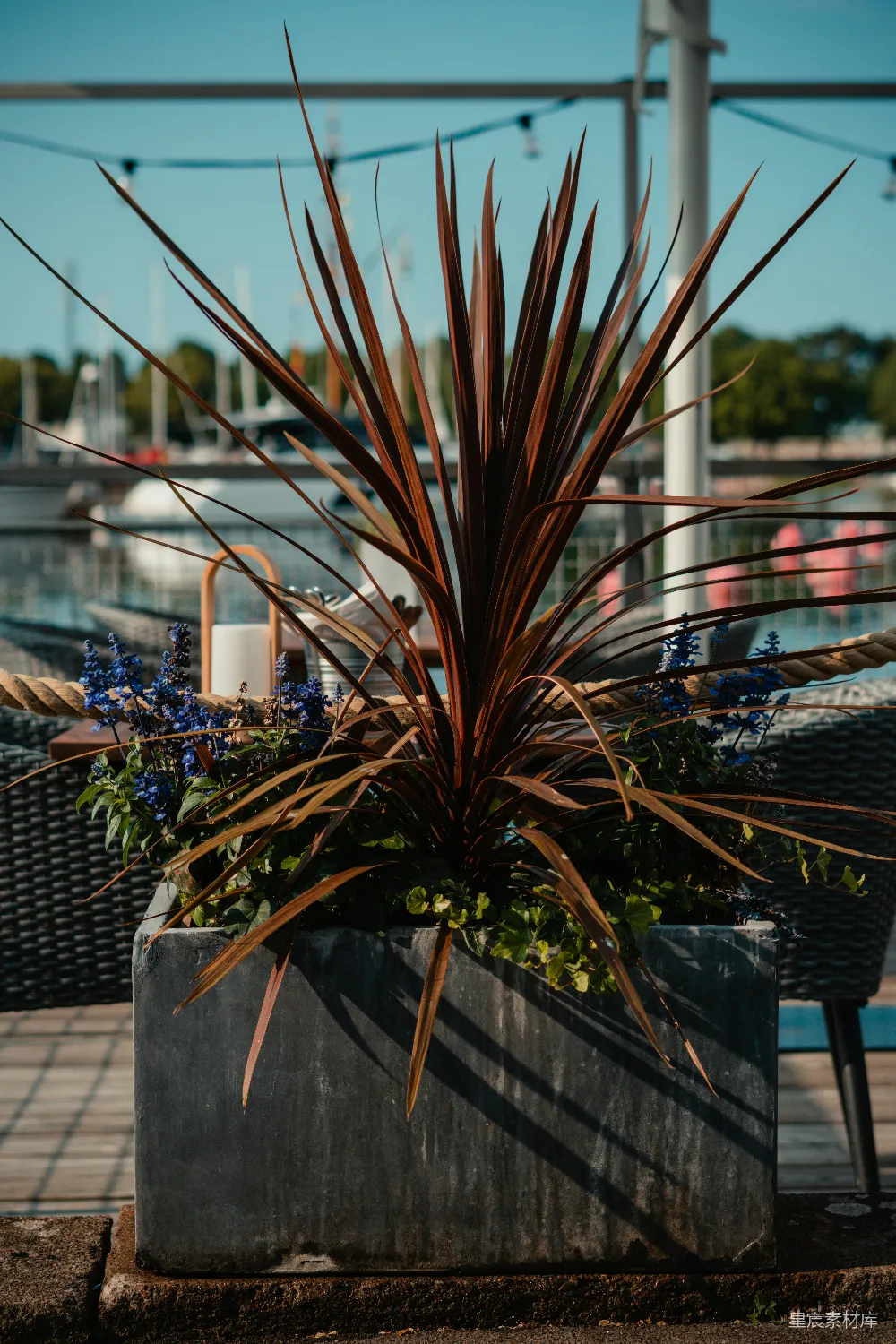 高清摄影 植物 户外 装饰 盆栽 景观 户外景观植物盆栽