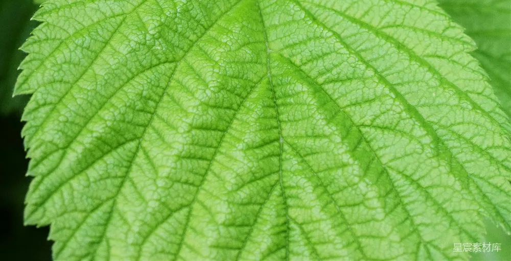 高清摄影 自然 植物 纹理 清新 生态 翠绿叶脉特写