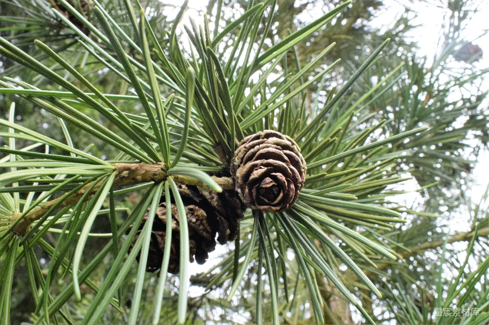 高清摄影 自然 松树 植物 森林 生态 松针与松果特写